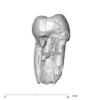 SK 830 Paranthropus robustus LLP4 mesial