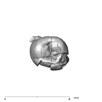 SK 830 Paranthropus robustus LLP4 occlusal