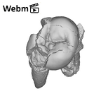 SK 830 Paranthropus robustus LLP4 ply movie