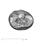 SK 831 Paranthropus robustus LRP3 apical