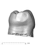 SK 831 Paranthropus robustus LRP3 distal