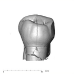 SK 831 Paranthropus robustus LRP3 lingual