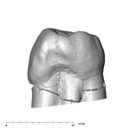 SK 831 Paranthropus robustus LRP3 mesial