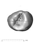 SK 831 Paranthropus robustus LRP3 occlusal
