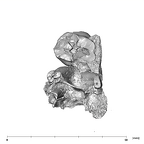 SK 831a Paranthropus robustus partial left maxilla apical