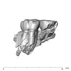 SK 831a Paranthropus robustus partial left maxilla buccal