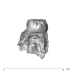 SK 831a Paranthropus robustus partial left maxilla distal