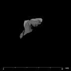 SK 831a Paranthropus robustus partial left maxilla internal ULM2