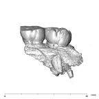 SK 831a Paranthropus robustus partial left maxilla lingual