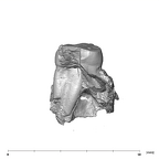 SK 831a Paranthropus robustus partial left maxilla mesial
