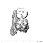 SK 831a Paranthropus robustus partial left maxilla occlusal