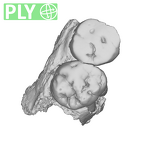 SK 831a Paranthropus robustus partial left maxilla ply