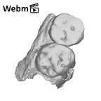 SK 831a Paranthropus robustus partial left maxilla ply movie