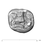 SK 832 Paranthropus robustus ULM1 apical