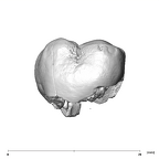 SK 832 Paranthropus robustus ULM1 buccal
