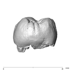 SK 832 Paranthropus robustus ULM1 distal