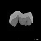 SK 832 Paranthropus robustus ULM1 internal