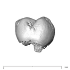 SK 832 Paranthropus robustus ULM1 lingual