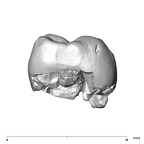 SK 832 Paranthropus robustus ULM1 mesial