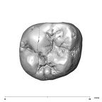 SK 832 Paranthropus robustus ULM1 occlusal