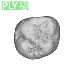 SK 832 Paranthropus robustus ULM1 ply