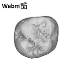 SK 832 Paranthropus robustus ULM1 ply movie