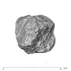 SK 833 Paranthropus robustus ULM1 apical
