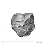 SK 833 Paranthropus robustus ULM1 buccal