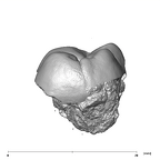 SK 833 Paranthropus robustus ULM1 distal
