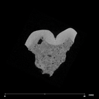 SK 833 Paranthropus robustus ULM1 internal
