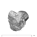 SK 833 Paranthropus robustus ULM1 mesial