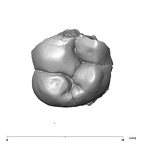 SK 833 Paranthropus robustus ULM1 occlusal