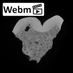 SK 833 Paranthropus robustus ULM1 ct stack movie