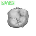 SK 833 Paranthropus robustus ULM1 ply