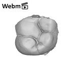 SK 833 Paranthropus robustus ULM1 ply movie