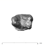 SK 834 Paranthropus robustus URM2 apical
