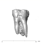 SK 834 Paranthropus robustus URM2 buccal