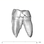 SK 834 Paranthropus robustus URM2 distal