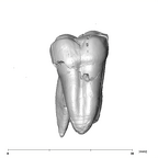 SK 834 Paranthropus robustus URM2 lingual