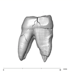 SK 834 Paranthropus robustus URM2 mesial