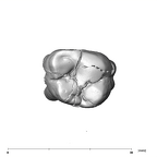 SK 834 Paranthropus robustus URM2 occlusal