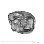 SK 835 Paranthropus robustus ULM3 apical