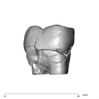 SK 835 Paranthropus robustus ULM3 buccal