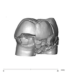 SK 835 Paranthropus robustus ULM3 distal