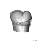 SK 835 Paranthropus robustus ULM3 lingual