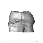 SK 835 Paranthropus robustus ULM3 mesial