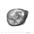 SK 835 Paranthropus robustus ULM3 occlusal