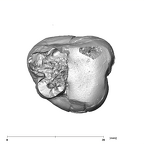 SK 836 Paranthropus robustus ULM3 apical