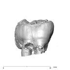 SK 836 Paranthropus robustus ULM3 buccal
