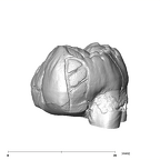 SK 836 Paranthropus robustus ULM3 distal
